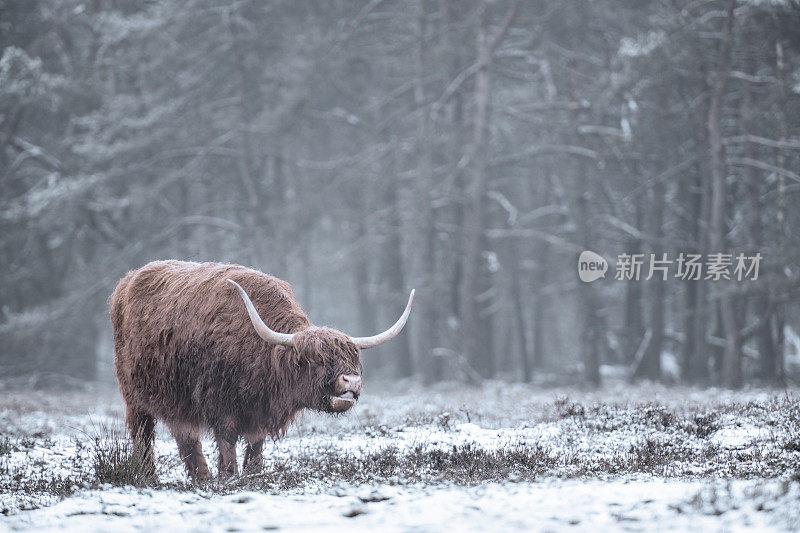 雪地里的苏格兰高地牛的肖像