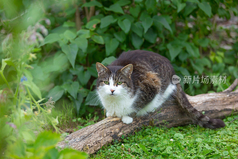 猫在花园里，坐在树上吃早午餐