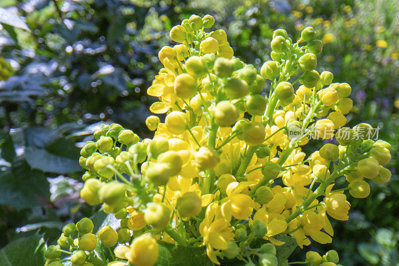 金银花，冬青叶小檗开花