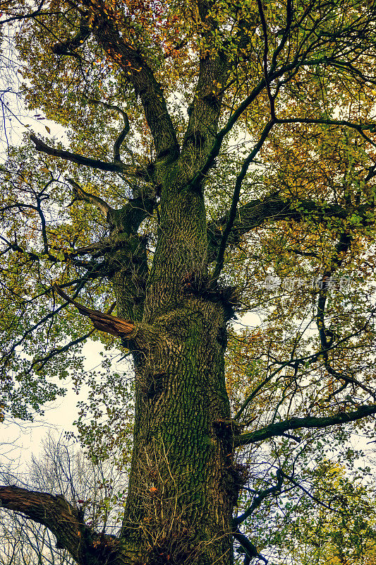 秋天的大树。