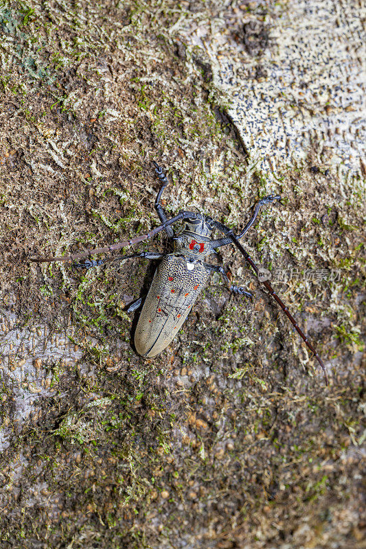 来自留尼汪岛热带雨林的扁脸长角甲虫