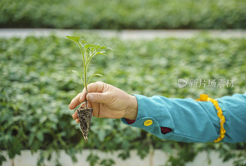 手拿温室里的番茄苗