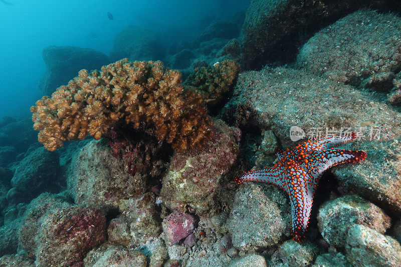 海星和珊瑚礁