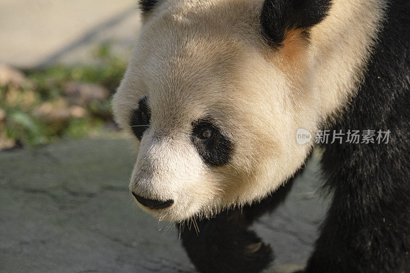 成都大熊猫在阳光下