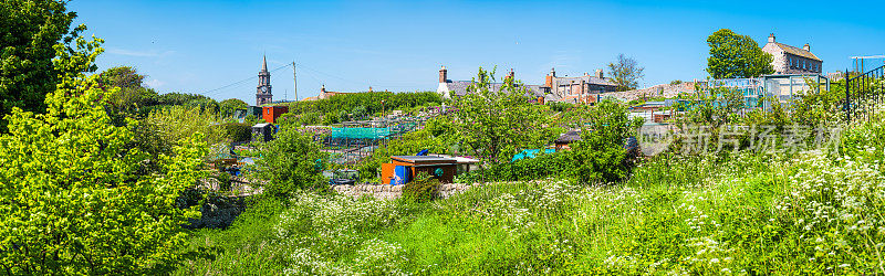 绿色配额蔬菜花园充满活力的夏季阳光全景英国