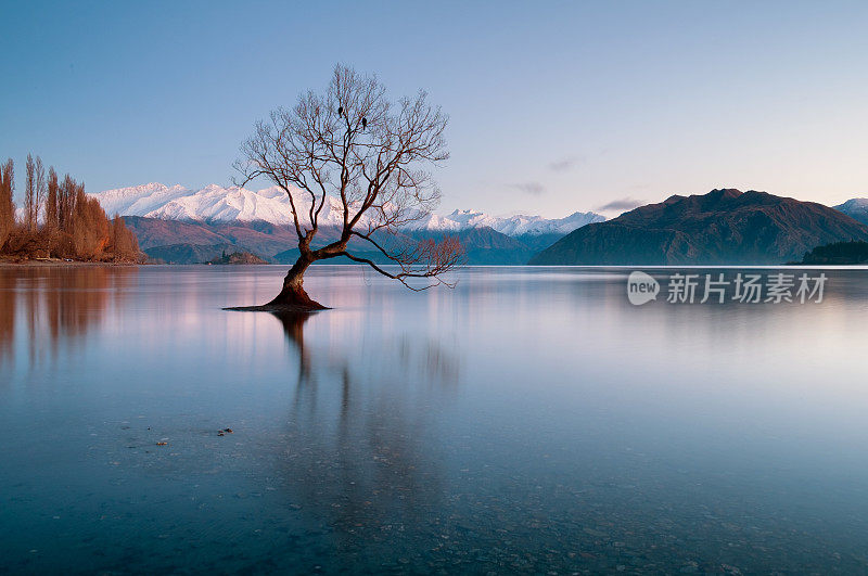 黎明接近新西兰瓦纳卡湖的那棵树