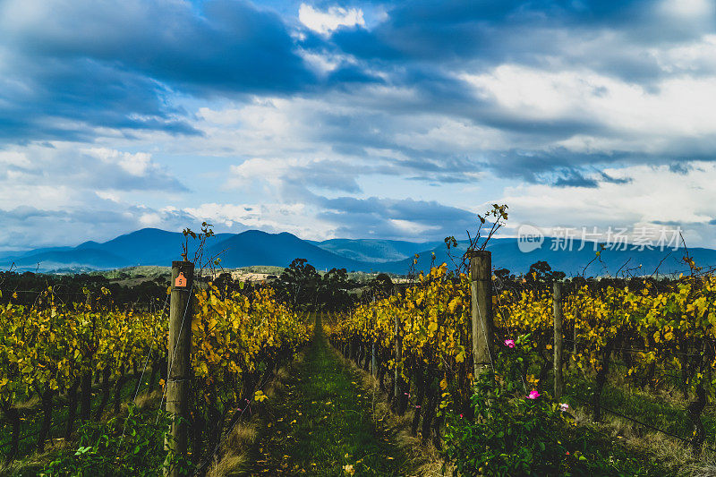 澳大利亚“亚拉谷”的一个葡萄酒种植园。