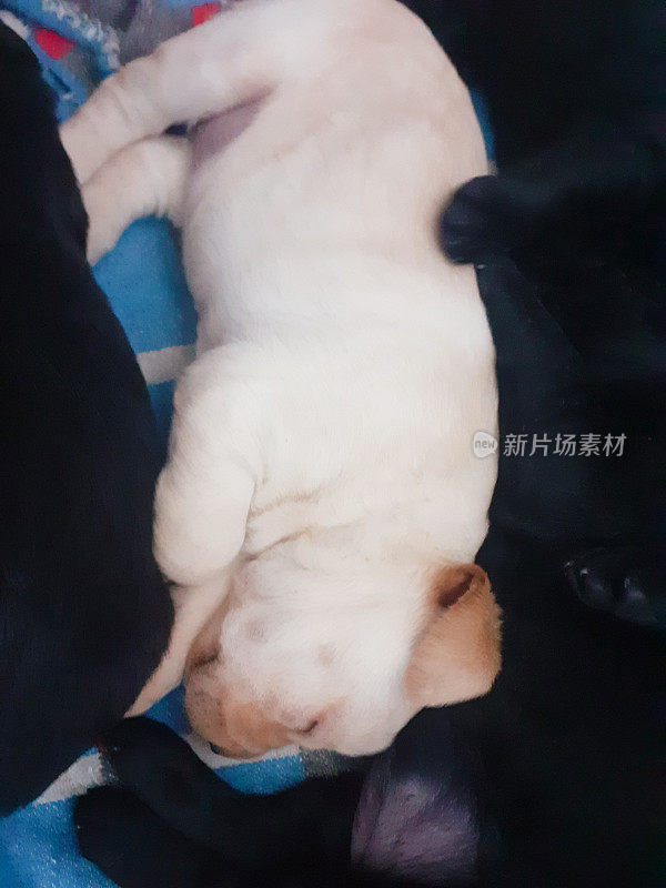 拉布拉多寻回犬幼犬在哺乳后睡觉