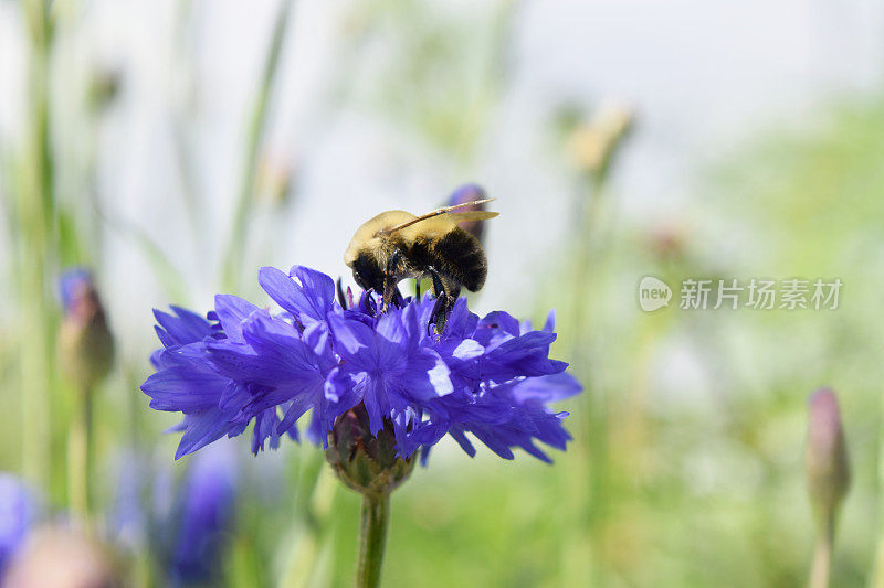 蜜蜂在花园里给紫色矢车菊授粉