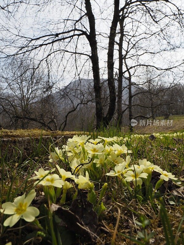 樱草