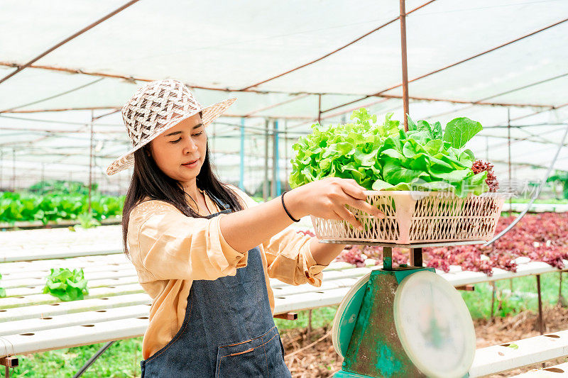 亚洲妇女谁拥有水培蔬菜农场收获绿色蔬菜在一个篮子出售。用秤称。在一个大型蔬菜农场种植蔬菜时使用不含杀虫剂的水。