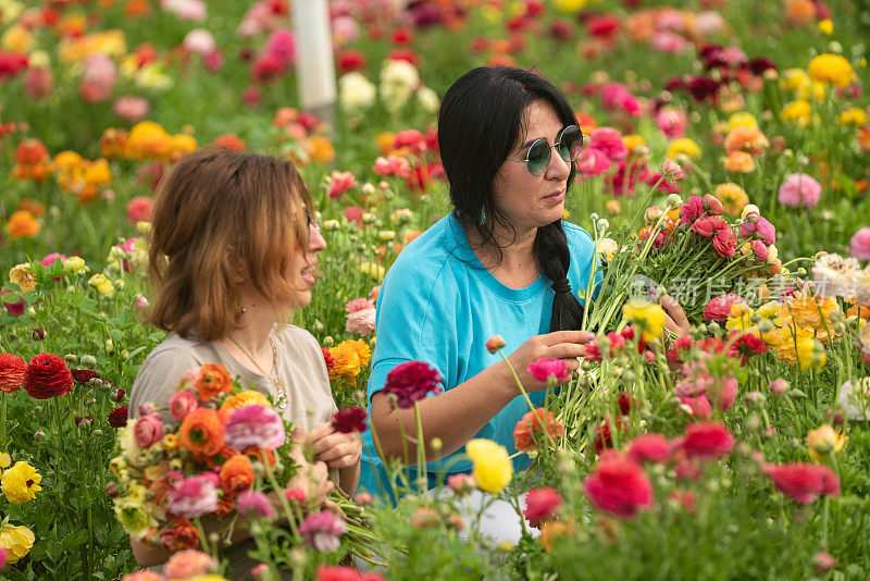 两个女人在园艺温室采摘毛茛花的照片