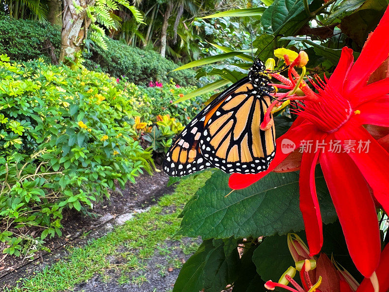 濒临灭绝的帝王蝶沉浸在墨西哥火焰藤的花蜜中