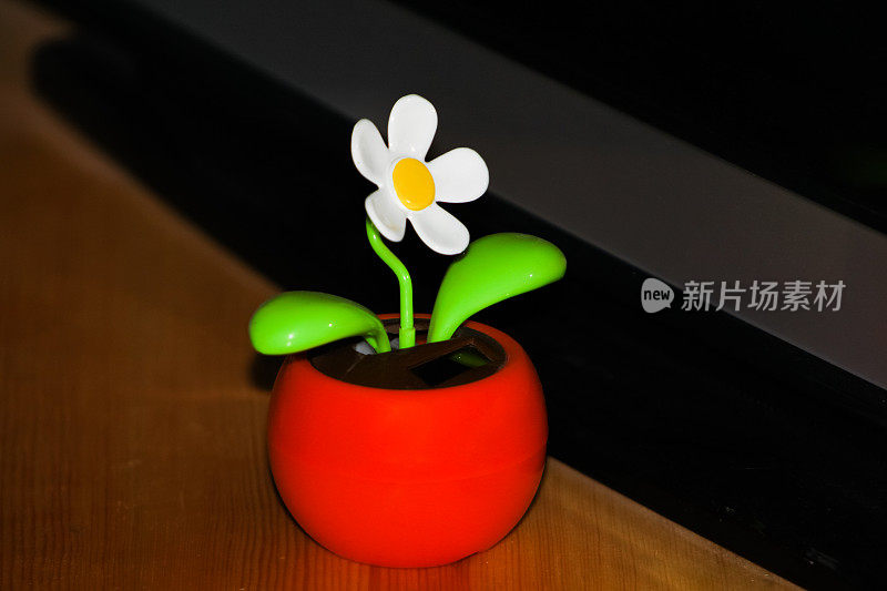 可爱的花朵，装饰性的盆栽在桌上