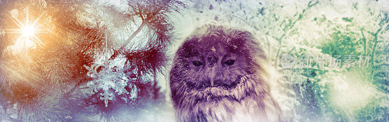 冬天的魔法森林，大雪纷飞，装饰着的圣诞树和聪明可爱的猫头鹰。新年快乐