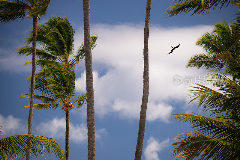 加勒比海的棕榈树