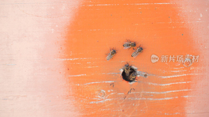 蜜蜂从蜂巢墙上的洞里爬过去。