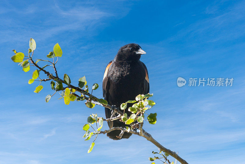 雄性红翼黑鹂栖息在树上