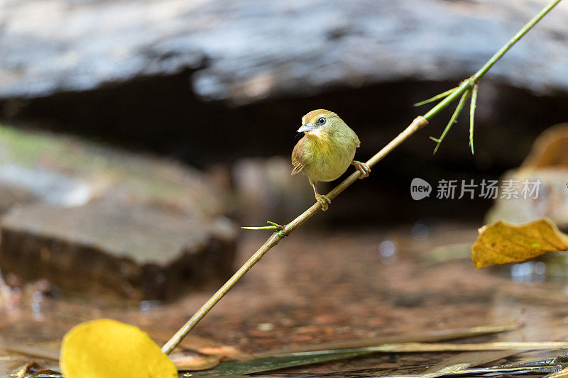 胡莺鸟:成年红褐色额胡莺。