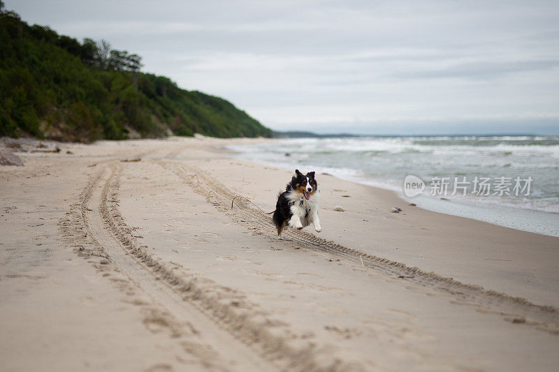 牧羊犬，狗，波罗的海，波兰，海滩