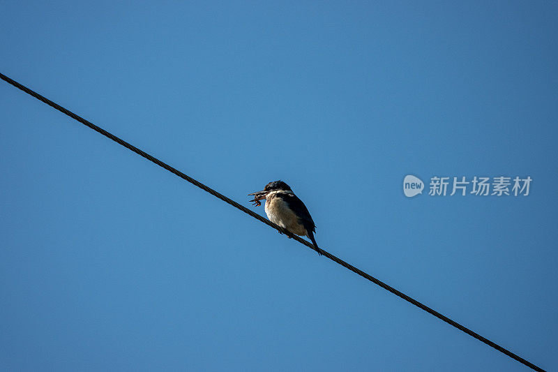 翠鸟鸟在电线上