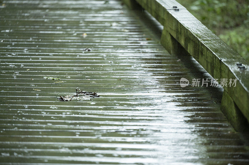 夏天一个雨夜的南部州湿地