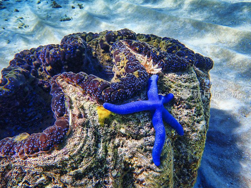 蓝色海星在巨型蛤蜊上