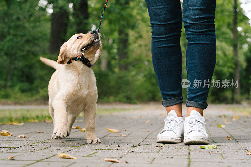 拉布拉多小狗拉扯和咬皮带