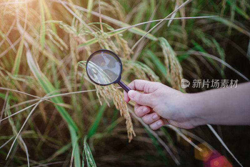 水稻研究，植物病害调查