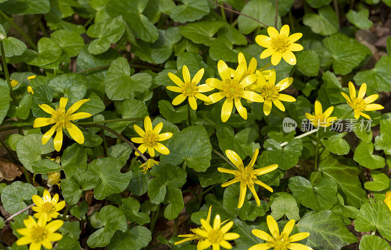 林地中黄色的春天花朵