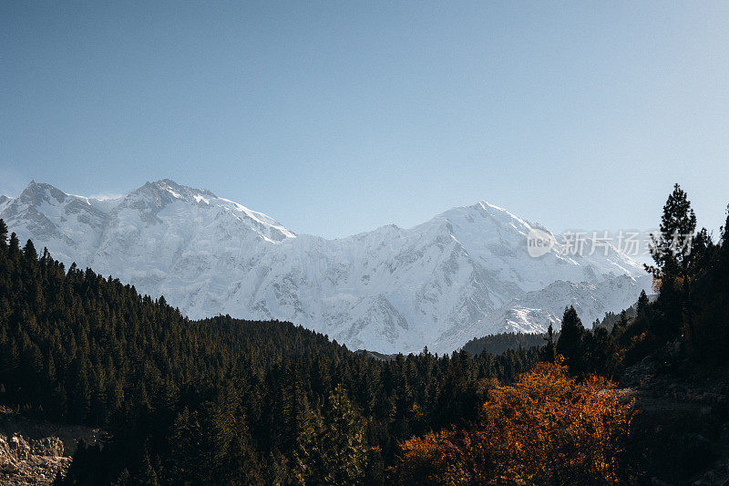 南迦帕尔巴特山的风景，前景是松树林