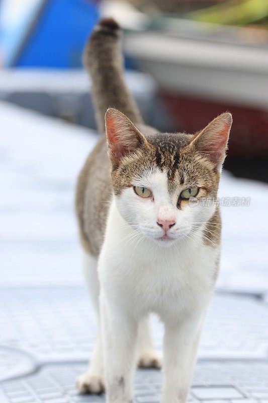 在亚齐日落时，猫在沙滩上放松的后视图