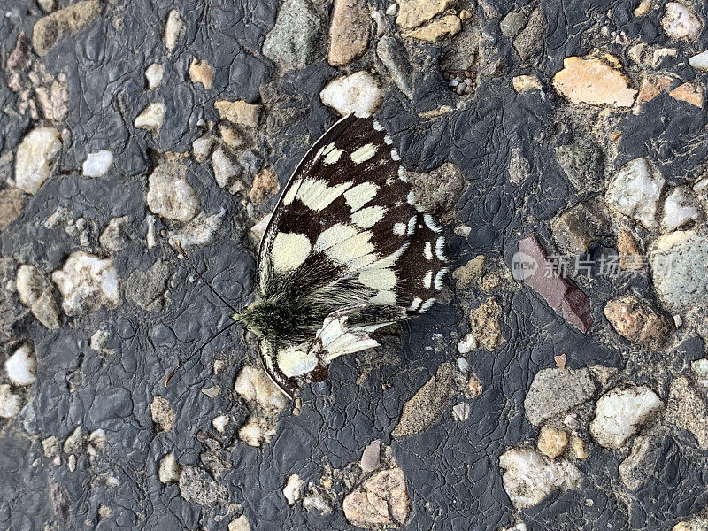一只左翼受损的斑蝶在石砌路面上的特写。一只翅膀的蝴蝶