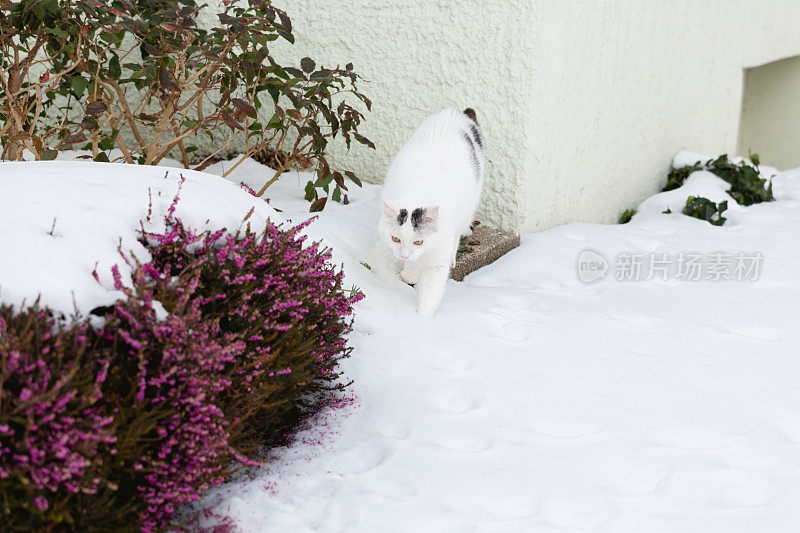 有黑斑的白猫在雪地里走