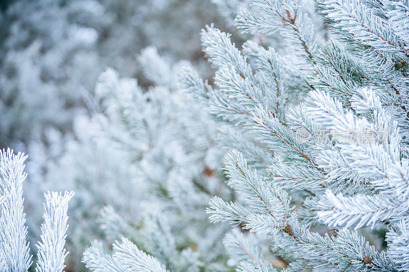 冬天的景象——覆盖着积雪的冰冻松枝。森林里的冬天