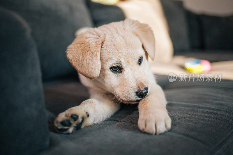 拉布拉多猎犬小狗在沙发上玩玩具