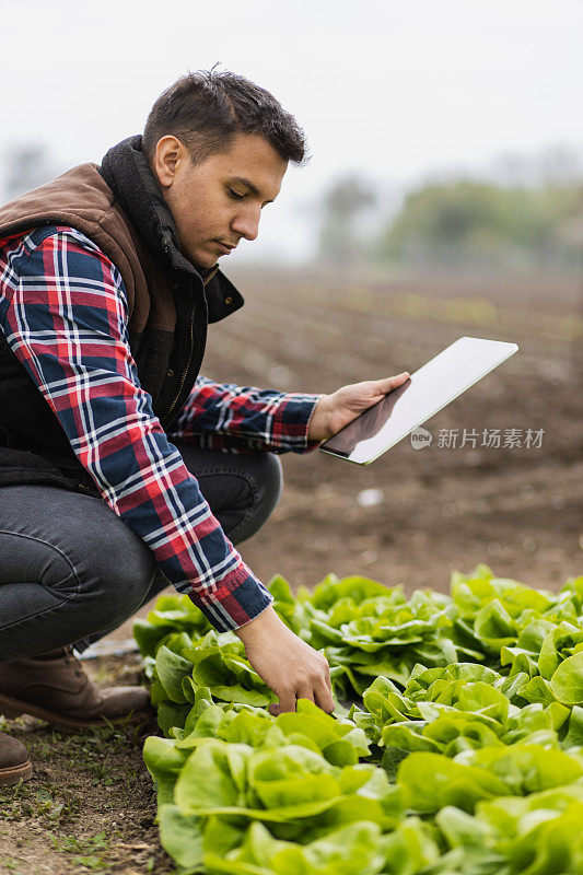 中东农民使用现代技术检查他的生菜作物