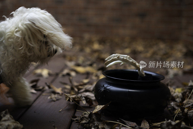 万圣节装扮的马耳他犬好奇的吓人的手