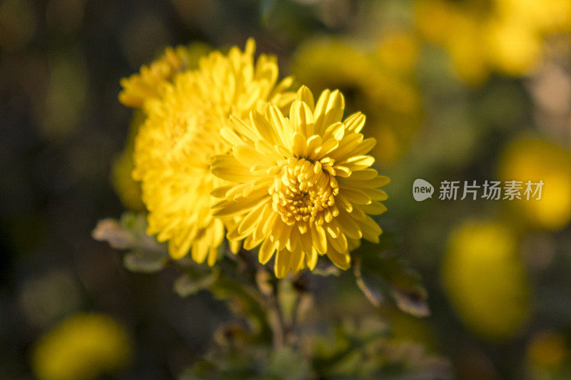 花园里的黄色菊花。美丽的秋花背景。