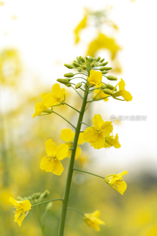 油菜花特写