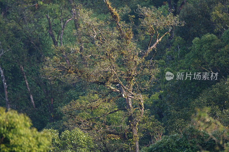 Rufous-necked犀鸟