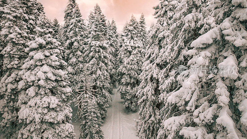 冰冻的冬季森林，日落时的雪林鸟瞰图，雪山上的森林鸟瞰图，雪树景观，冬季森林景观，冬季休闲场景，阳光明媚的雪季，橙色的天空