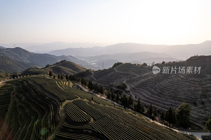 鸟瞰郁郁葱葱的梯田茶园