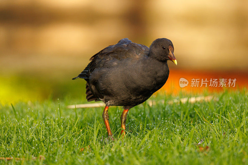 年轻的暗色摩尔亨，加里努拉特内布罗斯