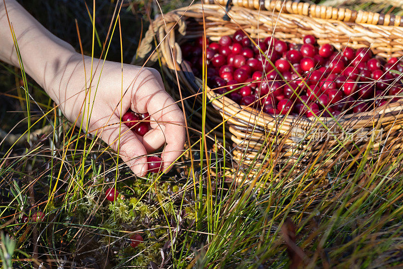 女人的手在沼泽里采摘成熟的蔓越莓