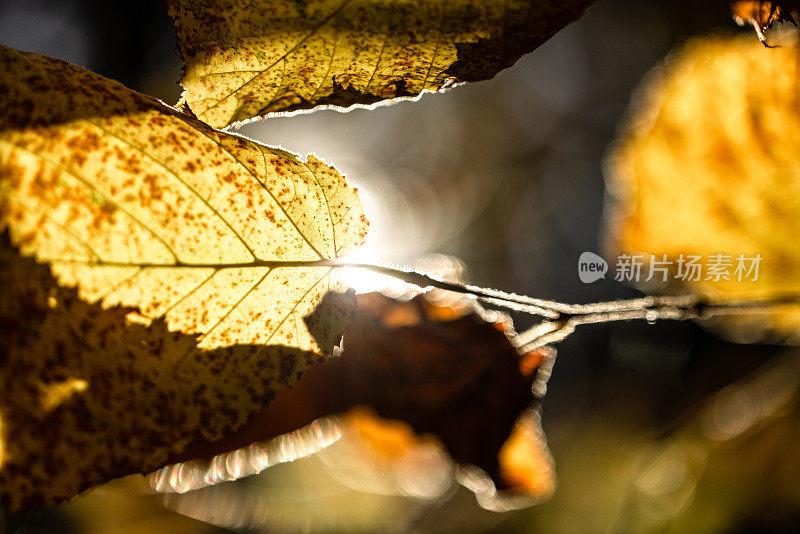 秋季森林中的自然微距镜头