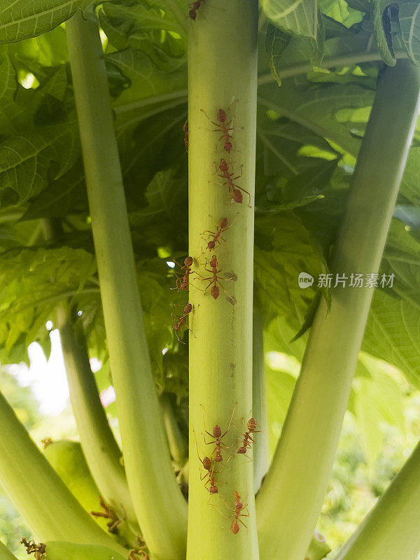 大的红色泰国蚂蚁在木瓜树移动