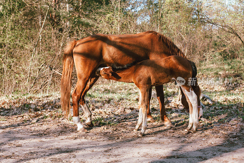 小马驹正在吮吸母马的奶，母马站在森林里