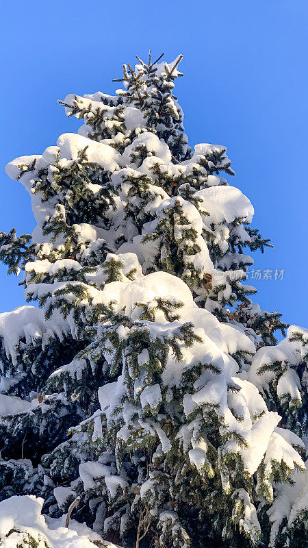 在阳光明媚的日子里，白雪覆盖的圣诞树映衬着晴朗的天空