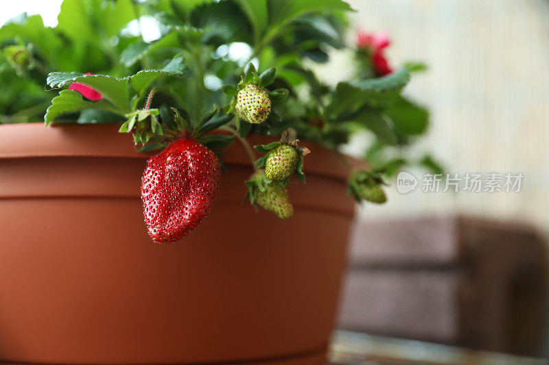 漂亮的草莓植物，成熟和未成熟的果实在锅里，特写。文本空间